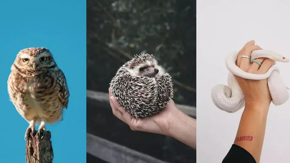 bar restaurante con animales en Tokio