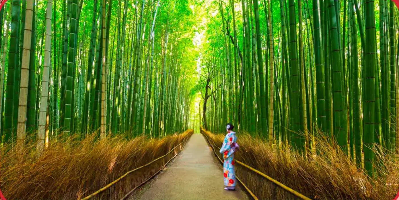 bosque-bambu-arashiyama