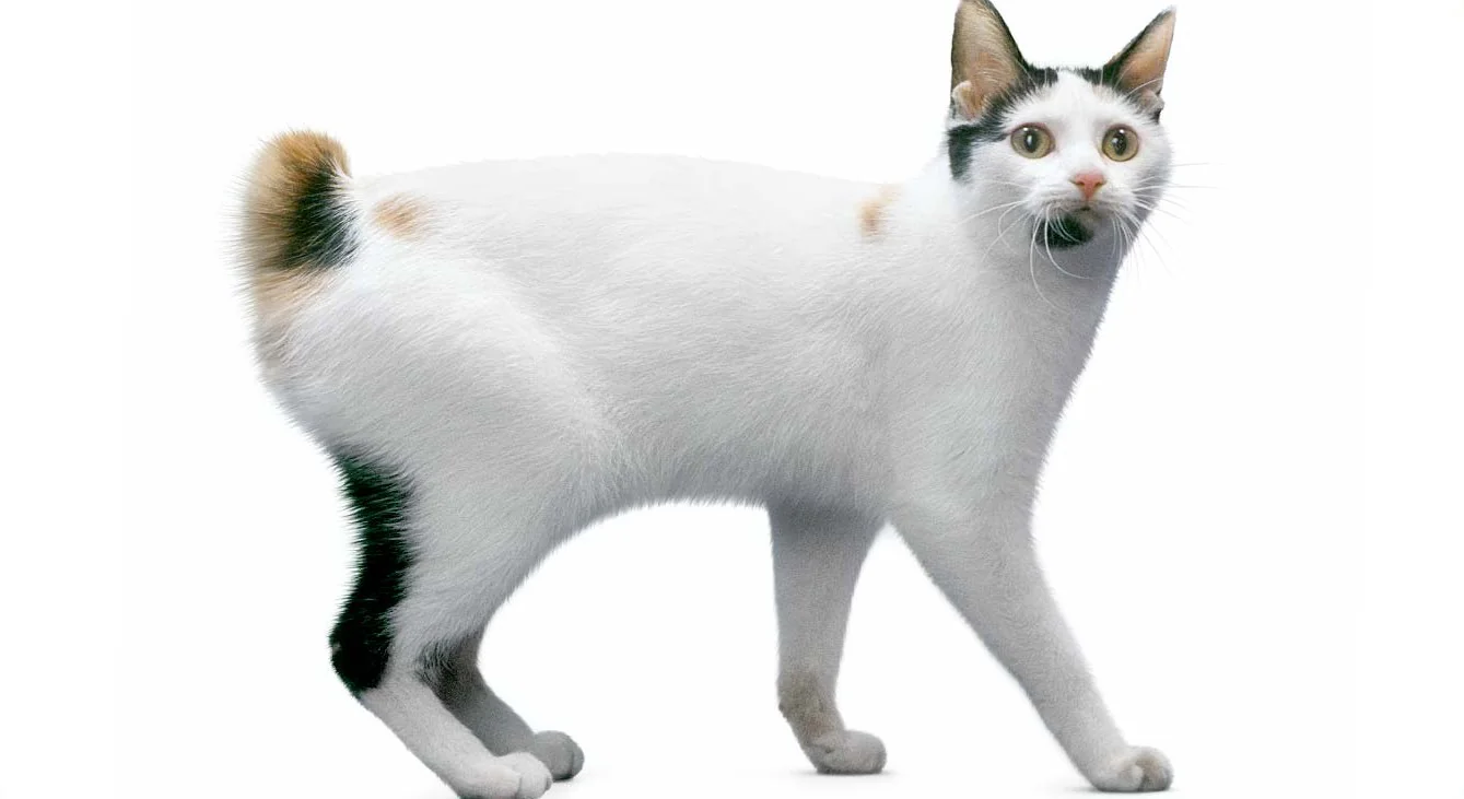 Bobtail Japonais