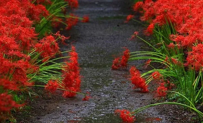 un chemin avec la fleur de la mort. Le Higanbana est une fleur rouge