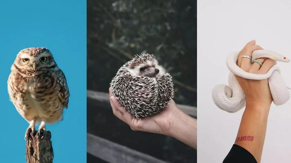 animal bar restaurant in Tokyo