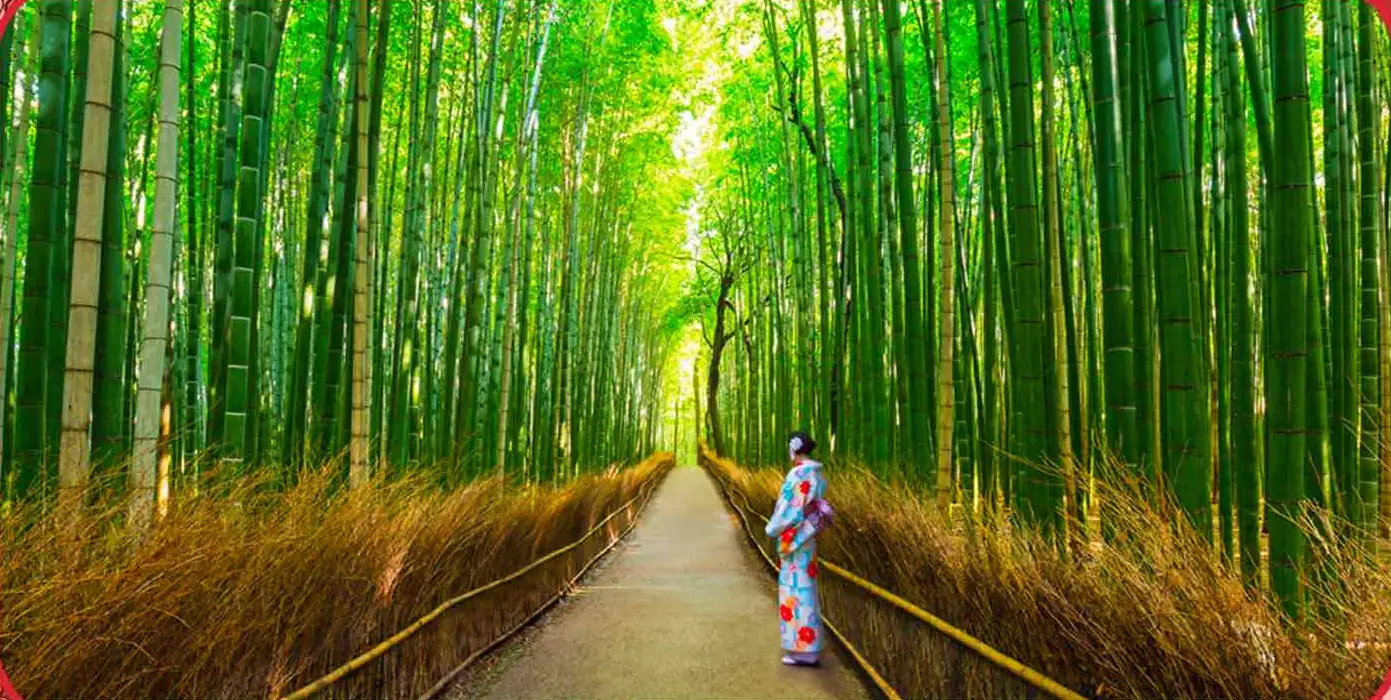 foret-bamboo-arashiyama