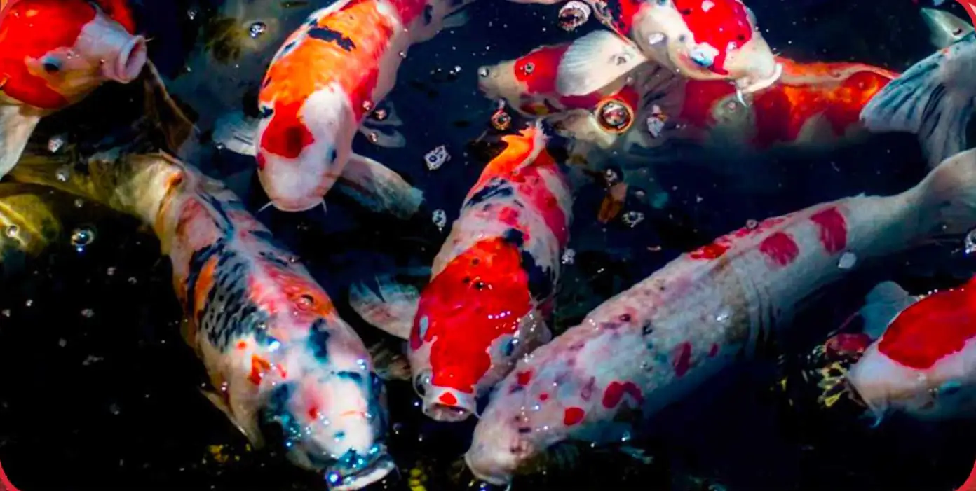 japanese koi fish