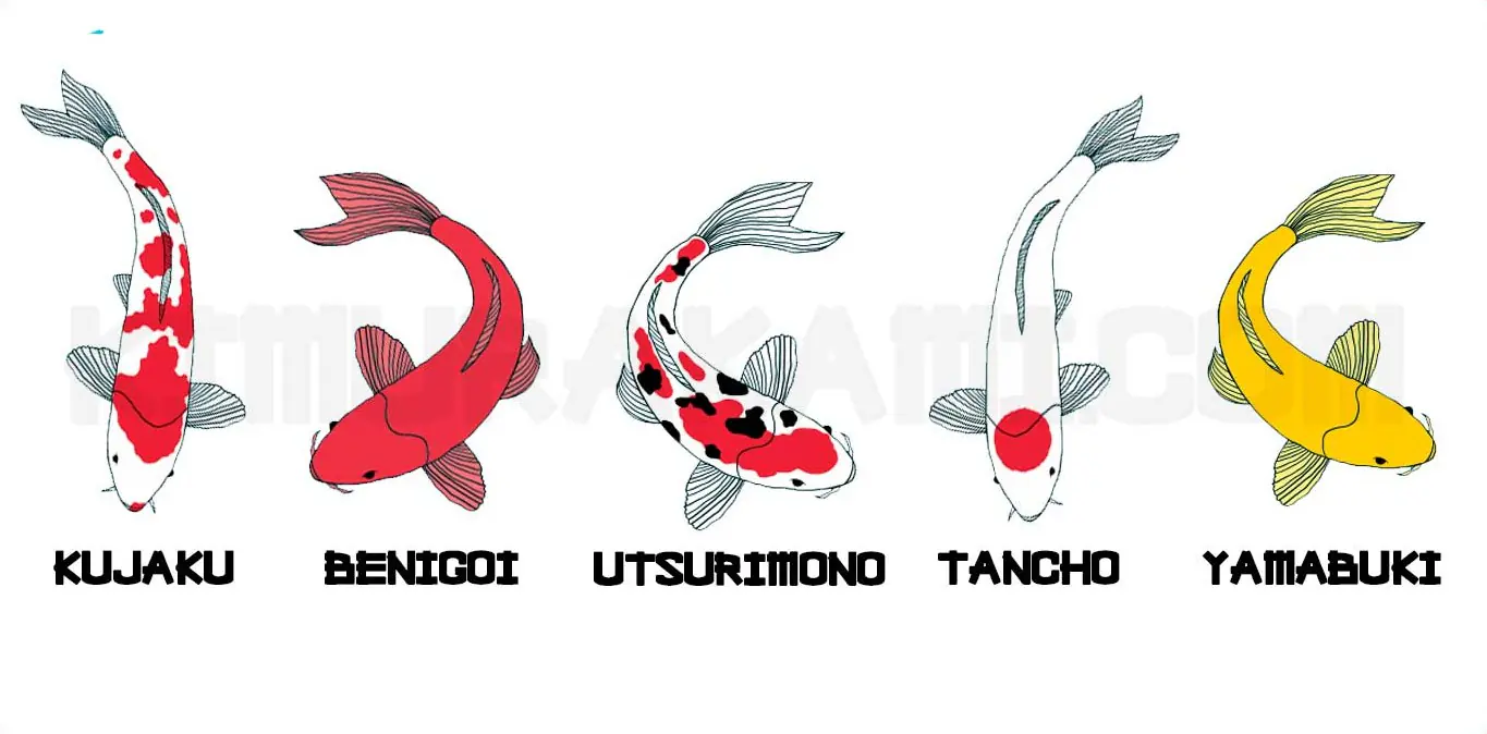 Types of Koi Fish