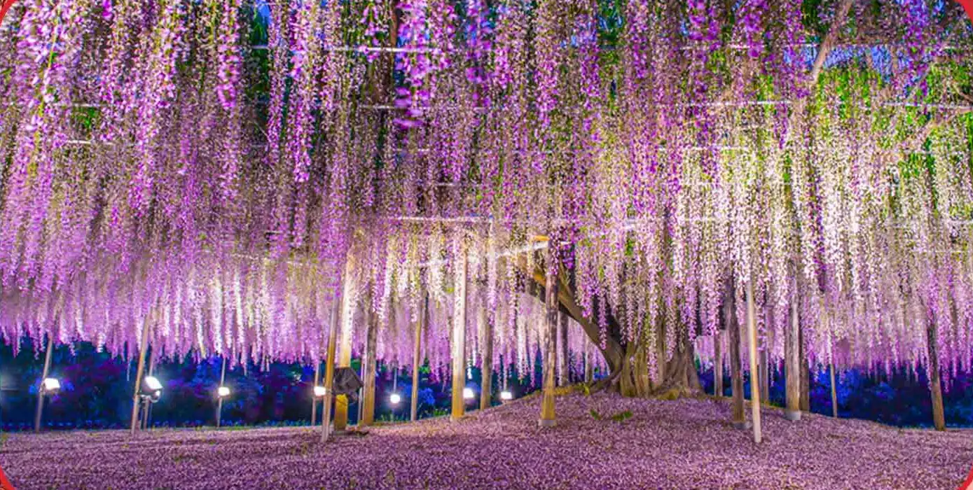 ashikaga-flower-park